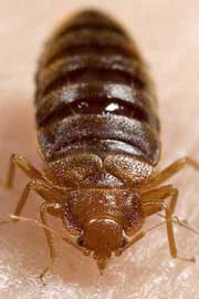 Adult bedbug